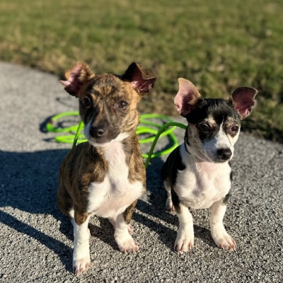 PUPPY TRAINING